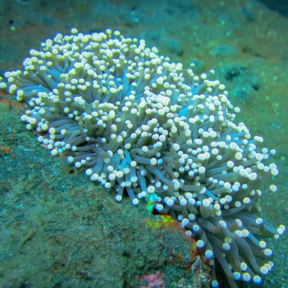 Анемон Heteractis magnifica, Clown Anemone