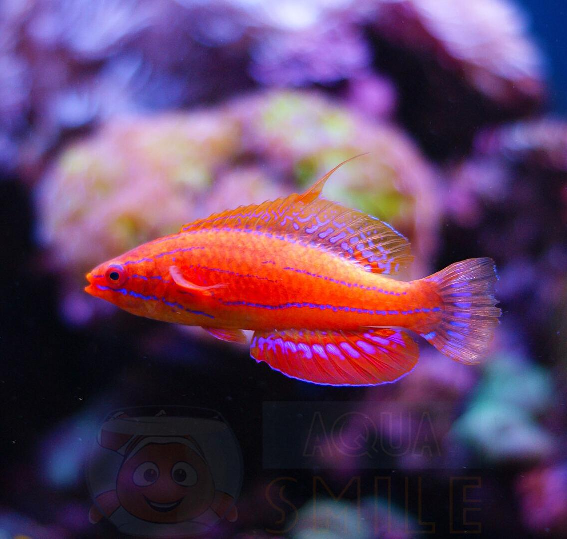 Рыба губан Paracheilinus Carpenteri, Carpenter’s Flasher Wrasse