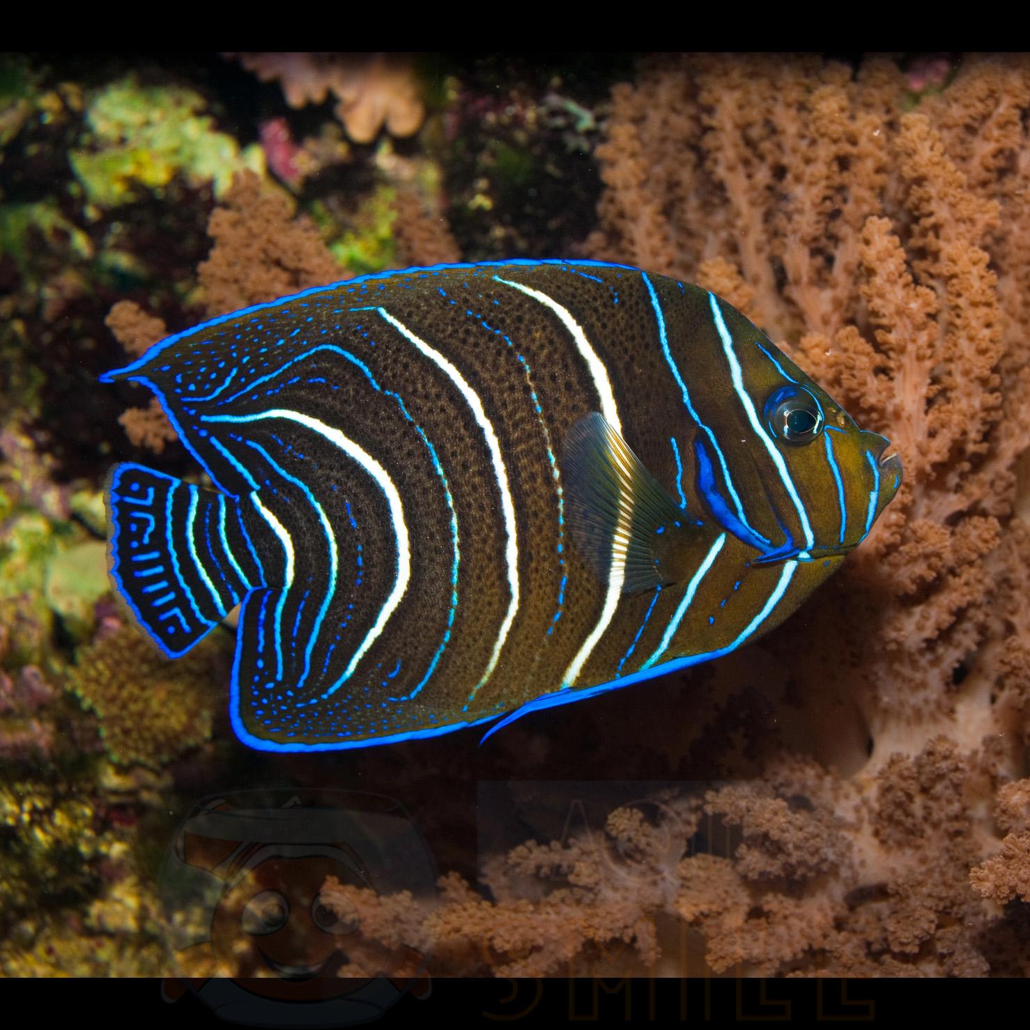 Рыба Pomacanthus semicirculatus, Koran Angelfish (молодой)