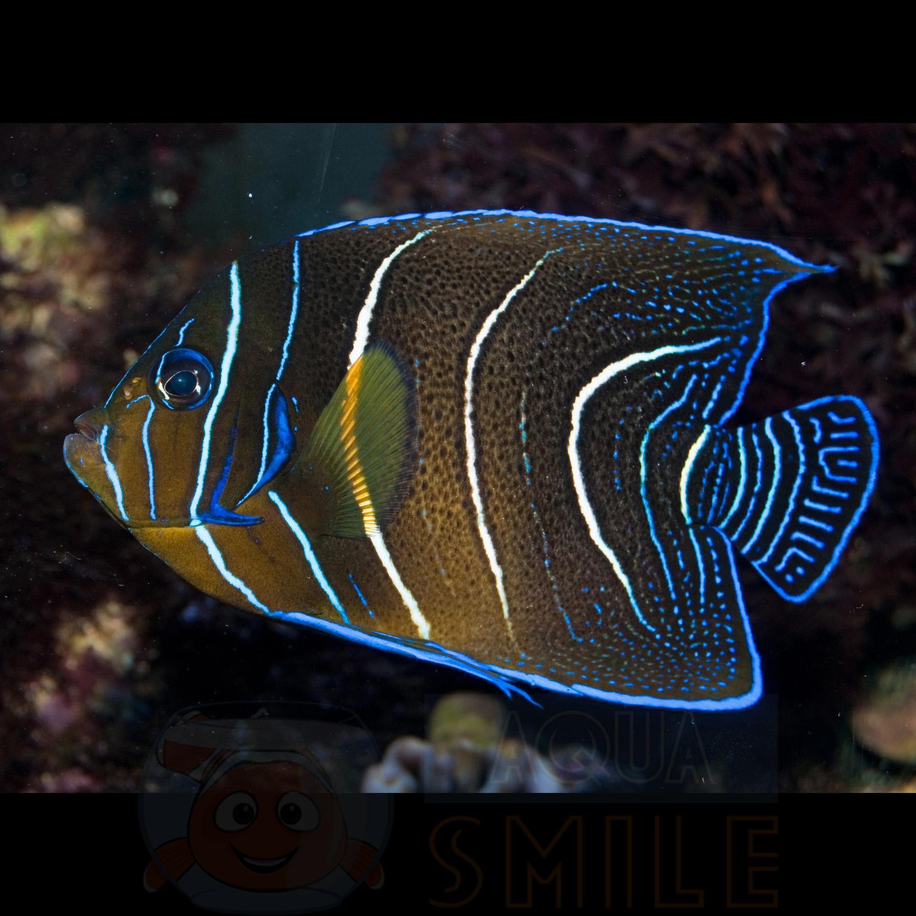 Рыба Pomacanthus semicirculatus, Koran Angelfish (молодой) 67932