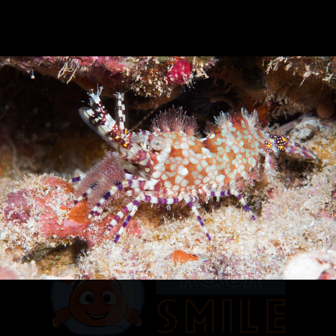 Креветка Saron marmoratus, Saron Shrimp