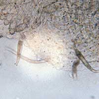 Лекарство для рыб Aquarium Munster DACTYMOR FORTE кожные черви фото