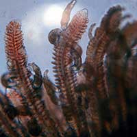 Лекарство для рыб Aquarium Munster DACTYMOR FORTE жаберные черви фото