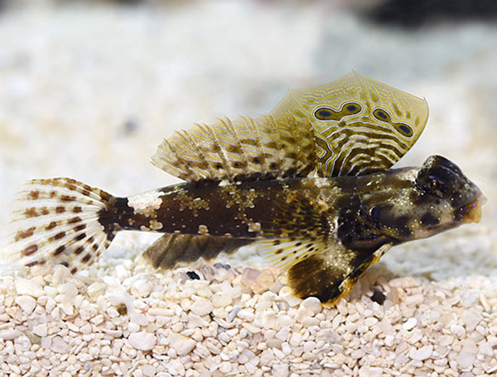 Рыба Synchiropus Ocellatus, Ocellated Dragonet