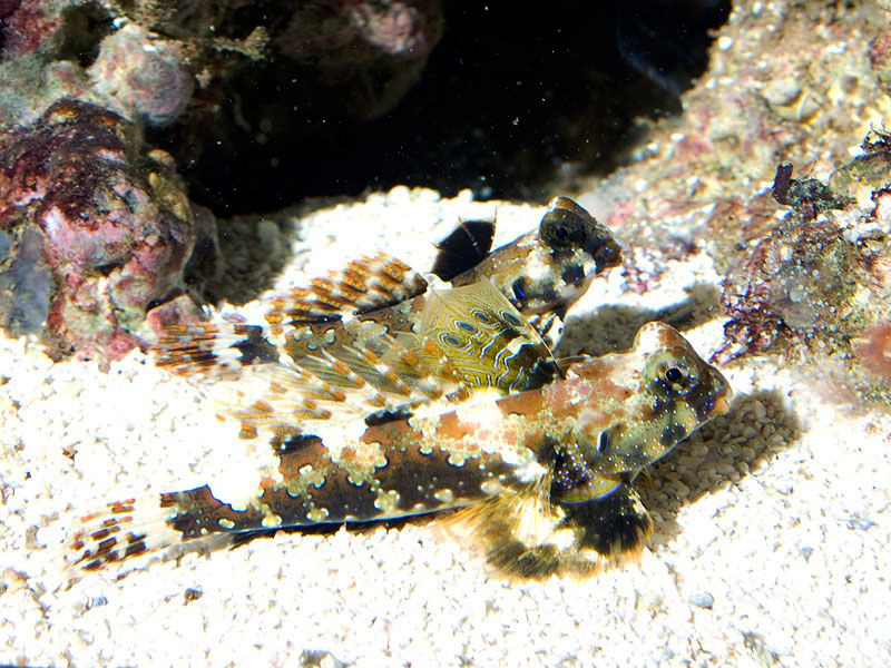 Рыба Synchiropus Ocellatus, Ocellated Dragonet