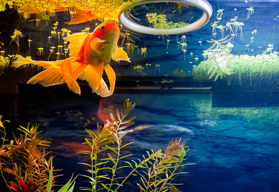 Годівля для риб в акваріумі фото