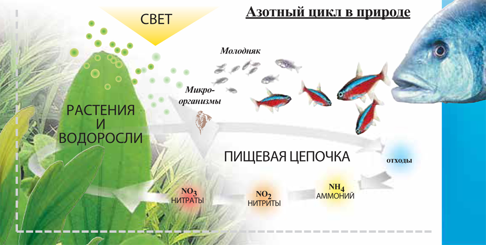 Азотный цикл в аквариуме фото