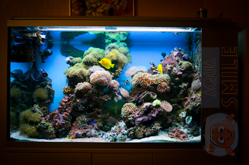 Морской аквариум фото