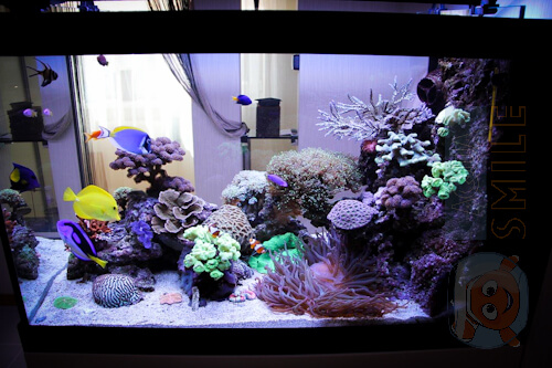 Морской рифовый аквариум с тумбой фото