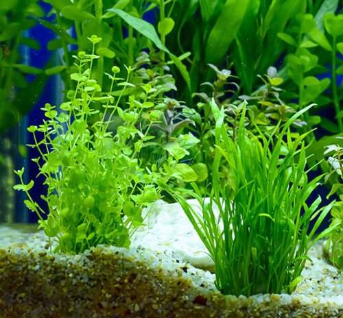 Удобрения для аквариумных растений фото