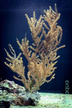Коралл мягкий Pinnigorgia sp.