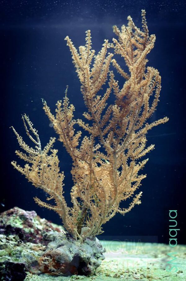 Корал м’який Pinnigorgia sp.