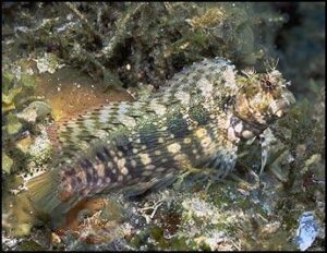 Рыба Salarias fasciatus, Jewelled Rockskipper