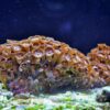 Коралл мягкий Palythoa sp, Button Polyps Red