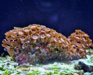 Корал м’який Palythoa sp, Button Polyps Red