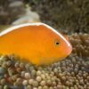 Рыба клоун Amphiprion sandaracinus, Orange Anemonefish