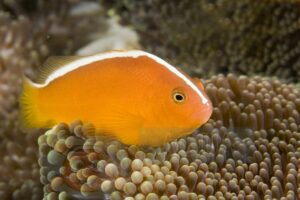 Рыба клоун Amphiprion sandaracinus, Orange Anemonefish