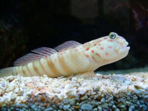 Риба Cryptocentrus leptocephalus, Pink & blue Spotted Goby