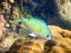 Рыба хромис Chromis viridis (Blue green Chromis)