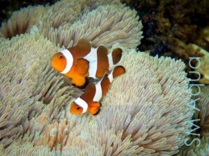 Рыба Amphiprion ocellaris, Clownfish разводная