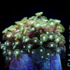 Коралл Alveopora spongiosa, Alveopora Green