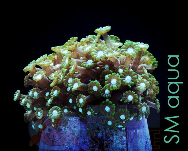 Коралл Alveopora spongiosa, Alveopora Green