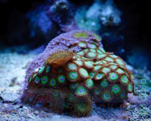 Корал мягкий Zoanthus sp, Sand Polyps Big Eye Purple Tentacle Green
