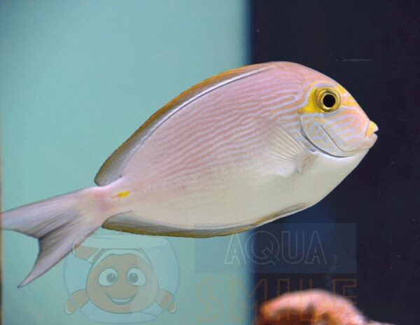 Рыба хирург Acanthurus mata, Mata Surgeonfish