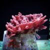 Губка Collospongia sp, Sponge Red
