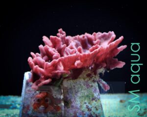 Губка Collospongia sp, Sponge Red