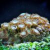 Корал мягкий Palythoa sp, Button Polyps Green