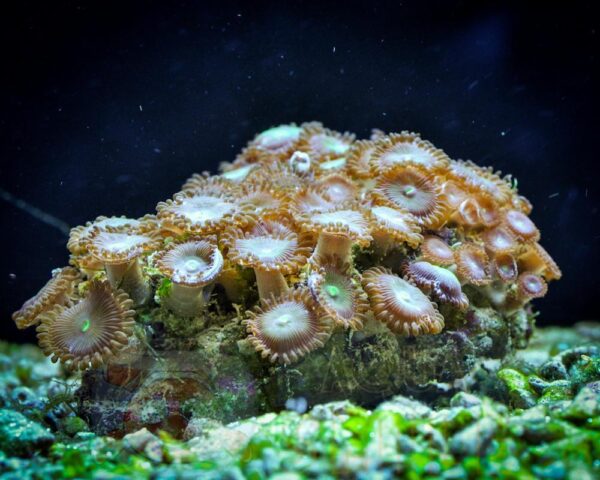 Корал мягкий Palythoa sp, Button Polyps Green