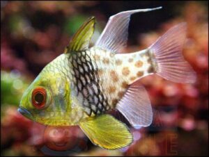 Риба Sphaeramia nematoptera, Polka-dot Cardinalfish