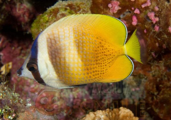 Рыба Chaetodon kleinii, Klein’s Butterflyfish