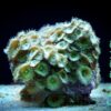 Коралл мягкий Zoanthus sp, Sand Polyps Long Green Tentacle Chocolate