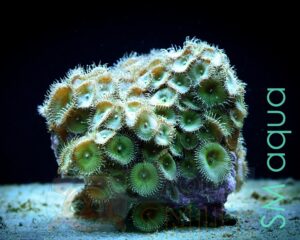 Корал м’який Zoanthus sp, Sand Polyps Long Green Tentacle Chocolate