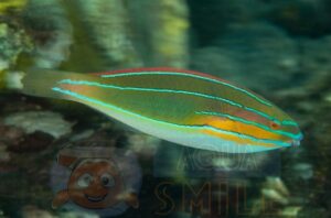 Риба Stethojulis trilineata, Three lined Wrasse