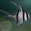 Рыба Pterapogon kaudernii, Banggai Cardinalfish