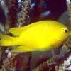 Риба Pomacentrus moluccensis (Yellow Damsel)