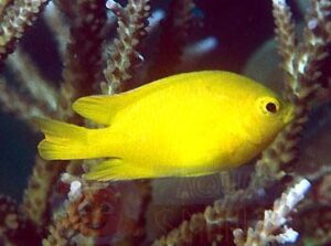 Рыба Pomacentrus moluccensis (Yellow Damsel)
