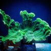 Коралл SPS Montipora spp, Montipora Foliosa Green