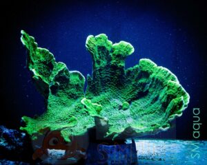 Коралл SPS Montipora spp, Montipora Foliosa Green