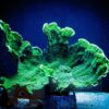 Коралл SPS Montipora spp, Montipora Foliosa Green L
