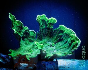 Коралл SPS Montipora spp, Montipora Foliosa Green L