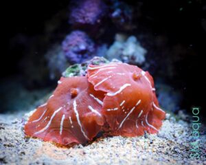 Коралл мягкий Discosoma sp, Mushrooms Red