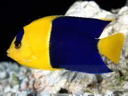Рыба ангел Centropyge bicolor, Bicolor Angelfish