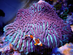 Коралл LPS Platygyra sp, Maze Brain Coral Green XL