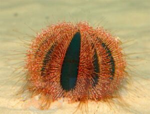 Морской ёж Mespilia globulus, Sea Urchin Tuxedo Red