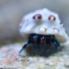 Краб Calcinus sp, Hermit crab blue leg