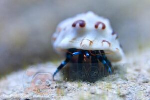 Краб Calcinus sp, Hermit crab blue leg